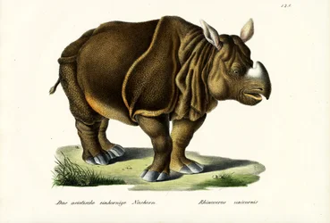 Greater Indian Rhinoceros, 1824